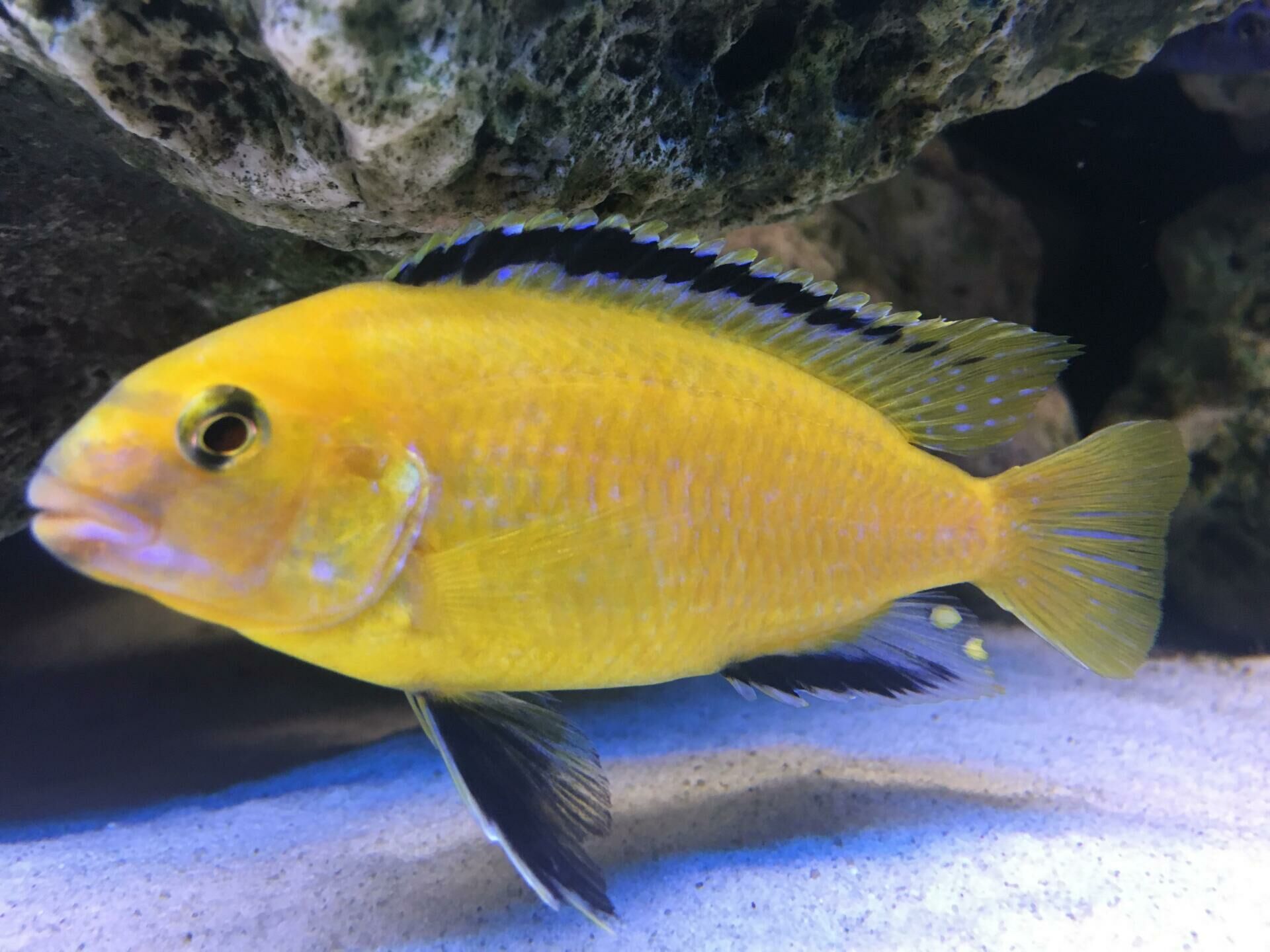 Imagem do Labidochromis
